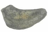 Fossil Whale Ear Bone - Miocene #177822-1